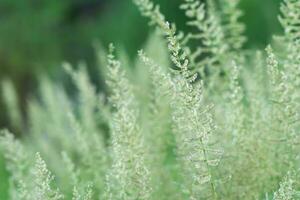 Gras Blume im Natur. foto