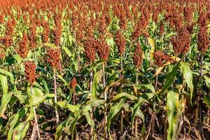 Sorghum auf dem Feld. foto