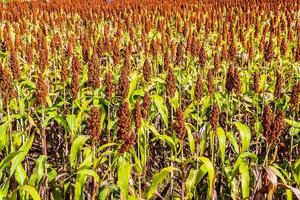 Sorghum auf dem Feld. foto