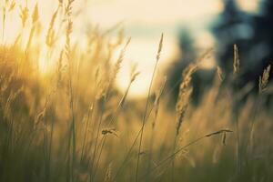 ai generiert wild Gras im das Wald beim Sonnenuntergang. abstrakt Sommer- Natur Hintergrund. generativ ai foto