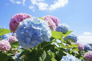 ai generiert Blau Französisch Hortensie unter Blau Himmel. ai generiert foto