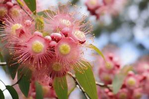 ai generiert schön Gummi Baum Rosa Blumen und Knospen. ai generiert foto