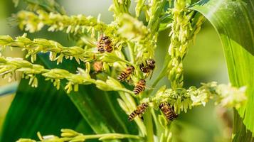 Honigbienenarbeiterin auf Kornblumen foto