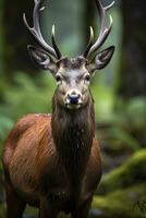 ai generiert schließen oben von rot Hirsch Hirsch. ai generiert foto