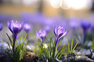 ai generiert Frühling lila Krokus Blume. ai generiert foto