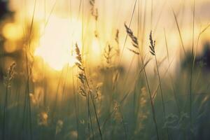 ai generiert wild Gras im das Wald beim Sonnenuntergang. abstrakt Sommer- Natur Hintergrund. generativ ai foto