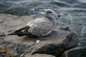 ein Möwe Sitzung auf ein Felsen beim das Flussufer foto