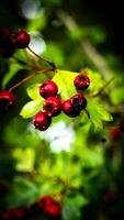 ai generiert Makro Nahansicht von reif Weißdorn Beeren im Herbst foto