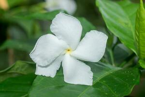 Weiß Gardenie Blume oder Kap Jasmin. foto