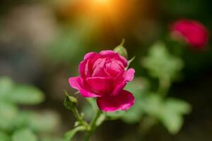 schließen oben von Rosa Rose im das Park mit Sonnenlicht. foto