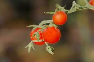 Kirsche Tomate auf Baum im das Anbau Bauernhöfe. foto