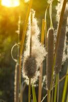 Typha angustifolia Saat auf Baum. foto