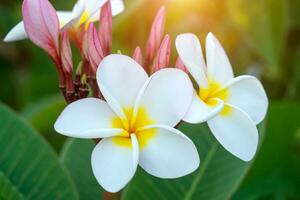 Frangipani Blume auf das Baum. foto