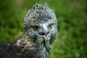 schließen oben Kopf von ein veränderbar Habichtsadler foto