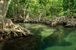 tolle Natur, Grün Wasser im das Wald. krabi, Thailand. foto