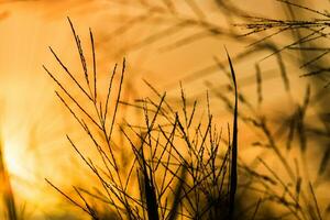 Silhouetten von Blume Gras und Sonnenlicht. foto