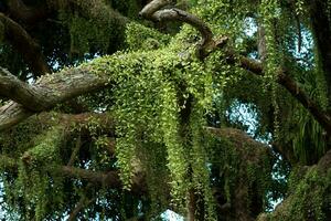Dischidia nummularia variegata auf Baum. foto