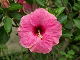 schließen oben Rosa Chinesisch Rose, rosa Malve Blume. foto