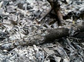 Asche und Holzkohle von das Verbrennung von Holz. foto