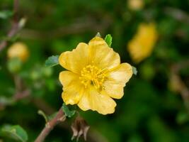 schließen oben Besen Unkraut, zweischnäbelig, Schlange Zunge Blume auf Ast mit verwischen Hintergrund. foto