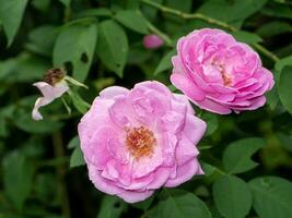 schließen oben Rosa Rose Blume mit verwischen Hintergrund. foto