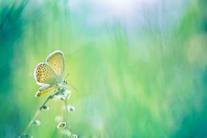 schöne natur nahaufnahme, sommerblumen und schmetterling unter sonnenlicht. helles Unschärfenatursonnenuntergangnaturwiesenfeld mit Schmetterling als Frühlingssommerkonzept. wunderbare sommerwiese inspirieren die natur foto