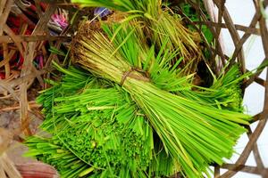 frisch Grün Garbe oder bündeln Reis im Korbweide Korb. Landwirtschaft Bauernhof Konzept foto