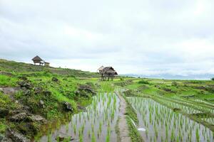 lokal Hütte und Gastfamilie Dorf auf terrassiert Paddy Reis Felder auf Berg im das Landschaft, Chiangmai Provinz von Thailand. Reise im Grün tropisch regnerisch Jahreszeit Konzept foto