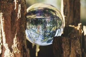 Glas Ball eingeklemmt im Baum Kofferraum mit invertiert Wald im das Ball. foto