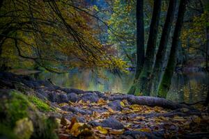 Herbst unserthe Fluss Szene im das Wälder von das Ardennen im Wallonien, Belgien. foto