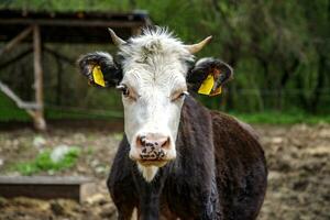 schließen oben Porträt von Kuh im ein Bauernhof Hintergrund. Sanft Fokus foto