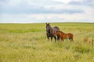 Pferd Stute und ihr schön Fohlen auf ein Feld foto