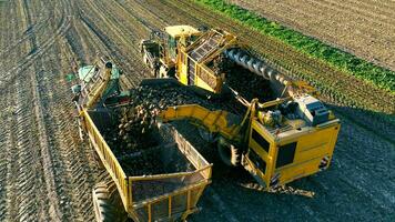 Ernte Zucker Zuckerrüben im das Feld. Wird geladen Rüben auf zu ein Traktor Anhänger. das Zuckerrüben Ernte Sein geladen zum Transport zu das Lagerhaus. foto