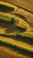 ai generiert Felder von der Wohlstand feiern das golden Ernte foto