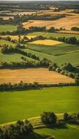 ai generiert Felder von Gold Hafer Symphonie im das Landschaft foto