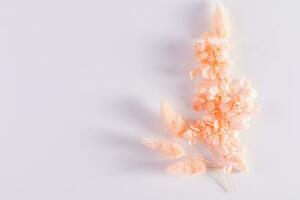 Geäst von getrocknet Gras und Pfirsich blühen Blumen im ein Strauß auf ein Weiß Hintergrund mit ein Kopieren Raum. oben Sicht. Farbe von das Jahr 2024 Pfirsich Flaum. foto
