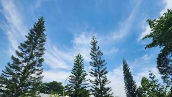 Kiefer Baum auf Blau Himmel Hintergrund. Natur Hintergrund mit Kopieren Raum. foto