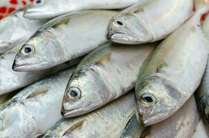 frisch Sport körperreich Makrele Fisch zum Meeresfrüchte Kochen foto