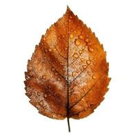 ai generiert Single Frühling Herbst Ahorn Blatt mit Weiß Hintergrund erstellt mit generativ ai foto