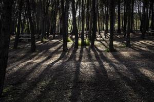 Schatten der Bäume im Wald foto