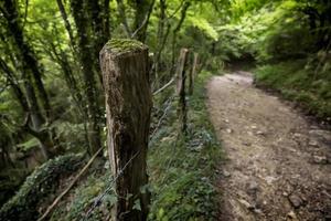 Weg mit Holz im Wald foto