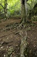 alter Baum mit Wurzeln foto