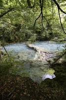 kristallklares Wasser in einem wilden Wald foto