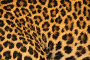 bunte Muster und Leopardenfell. foto