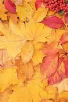 Herbstlaub von Ahorn und Eberesche gefallen. Herbst natürlicher Hintergrund Hochformat foto