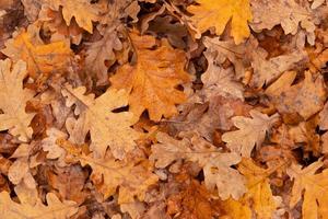 Herbstblätter fallen mit Regentropfen von der Eiche. Herbst natürlicher Hintergrund foto