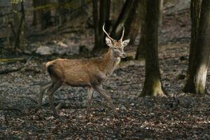 Porträt von rot Hirsch im Zoo foto