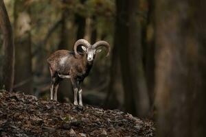 Porträt von Mufflon im Zoo foto