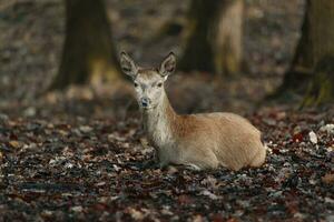 Porträt von rot Hirsch im Zoo foto