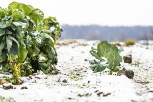 erster Schnee auf den Hügelstädten. zwischen Herbst und Winter foto